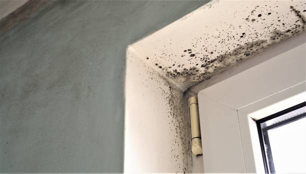 Best Environmental Consulting for Mold Prevention  in Pleasant Garden, NC