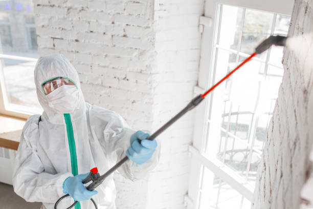 Best Black Mold Removal  in Pleasant Garden, NC