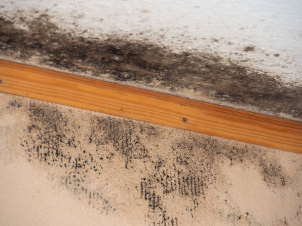 Mold Odor Removal Services in Pleasant Garden, NC