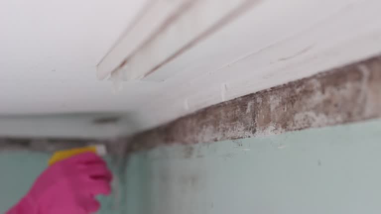 Best Emergency Mold Remediation  in Pleasant Garden, NC